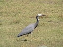 Hercule the Heron