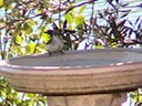 Morsel on the birdbath